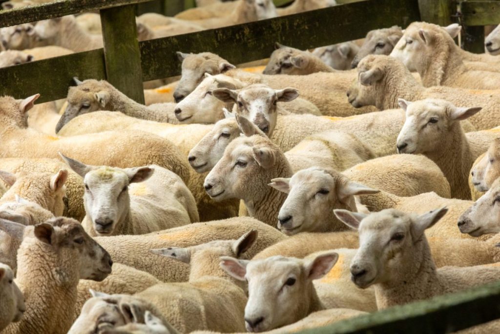 The Good Farm Guide To Navigating Regulations What You Need To Know
