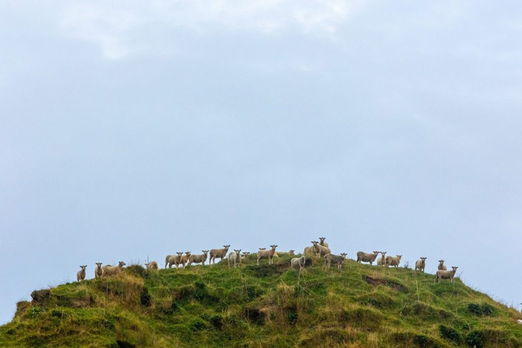 Five Top Tips For Managing Waste Created On Farm Goof Farm Planning Hub Taranaki