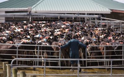 Good Farm Planning Key To Farmers’ Futures Good Farm Planning Hub Taranaki