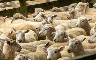 The Good Farm Guide To Navigating Regulations What You Need To Know