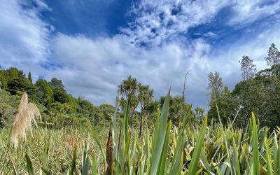 Why Farming Needs Biodiversity Good Farm Planning Hub Taranaki