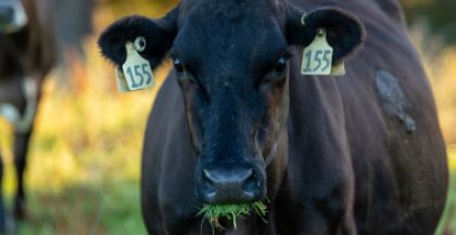 Animal Welfare Planning Taranaki Farmer Resources