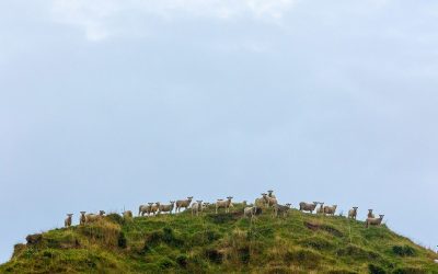 Five Top Tips For Managing Waste Created On Farm Goof Farm Planning Hub Taranaki