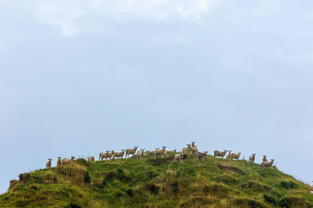 Five Top Tips For Managing Waste Created On Farm Goof Farm Planning Hub Taranaki
