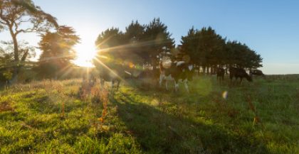 Intgensive Winter Grazing Planning Taranaki Farmer Resources